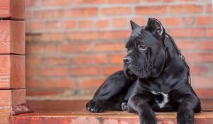 Preview wallpaper cane corso, dog, look