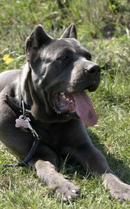 Preview wallpaper cane corso, dog, lying, rest, grass