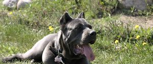 Preview wallpaper cane corso, dog, lying, rest, grass