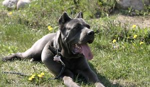 Preview wallpaper cane corso, dog, lying, rest, grass