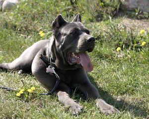 Cane Corso Wallpapers 10 APK Download  Android Personalization Apps