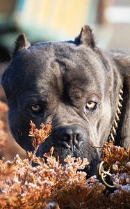 Preview wallpaper cane corso, dog, muzzle, aggression, leaves, collar