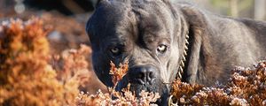 Preview wallpaper cane corso, dog, muzzle, aggression, leaves, collar