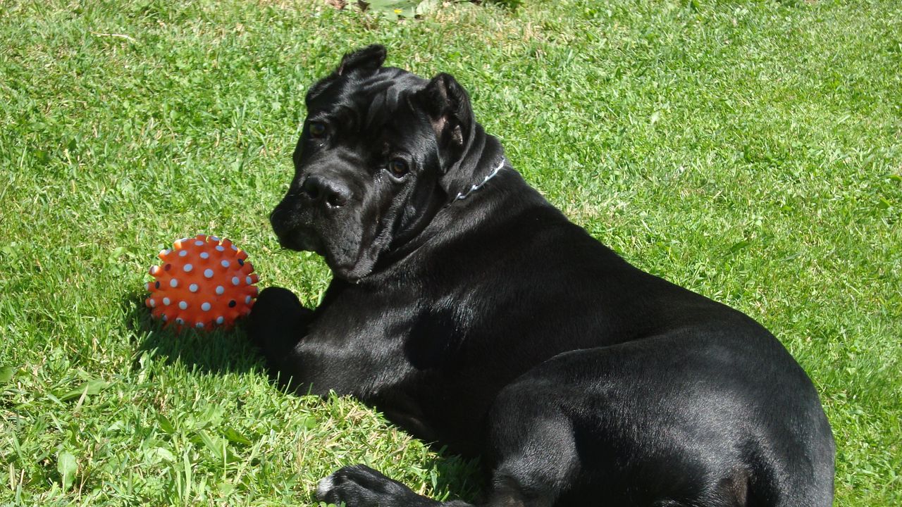 Wallpaper cane corso, dogs, grass, ball, play