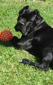 Preview wallpaper cane corso, dogs, grass, ball, play