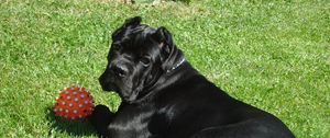 Preview wallpaper cane corso, dogs, grass, ball, play