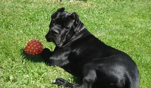 Preview wallpaper cane corso, dogs, grass, ball, play