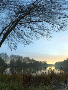 Preview wallpaper canes, coast, lake, evening, twilight, outlines