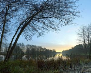 Preview wallpaper canes, coast, lake, evening, twilight, outlines