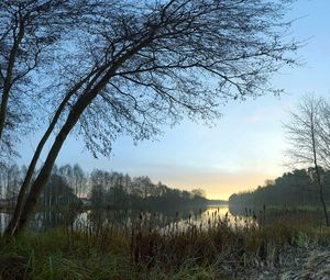 Preview wallpaper canes, coast, lake, evening, twilight, outlines