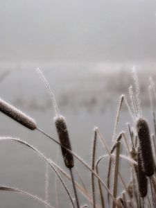 Preview wallpaper canes, hoarfrost, frosts, november