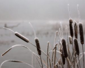 Preview wallpaper canes, hoarfrost, frosts, november