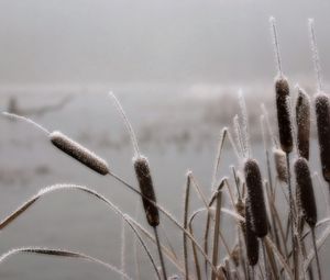 Preview wallpaper canes, hoarfrost, frosts, november