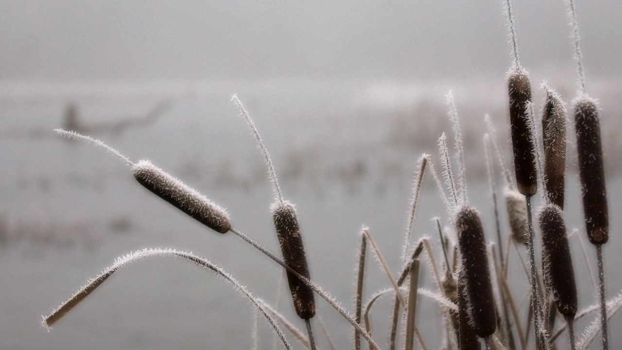 Wallpaper canes, hoarfrost, winter