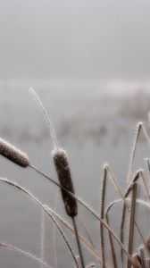 Preview wallpaper canes, hoarfrost, winter