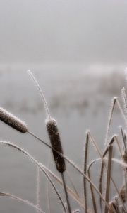 Preview wallpaper canes, hoarfrost, winter