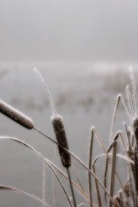 Preview wallpaper canes, hoarfrost, winter