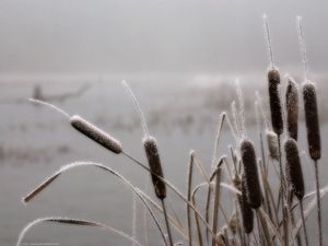 Preview wallpaper canes, hoarfrost, winter