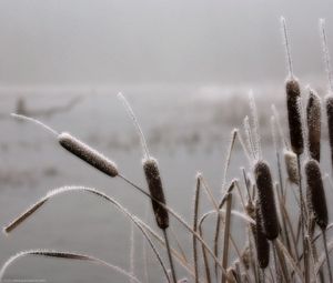 Preview wallpaper canes, hoarfrost, winter