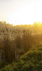 Preview wallpaper canes, lake, morning, dawn, fog, tree