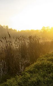 Preview wallpaper canes, lake, morning, dawn, fog, tree