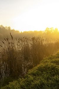 Preview wallpaper canes, lake, morning, dawn, fog, tree