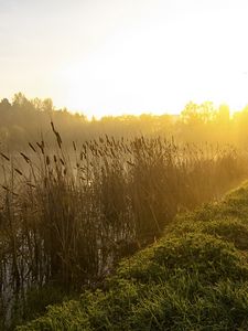 Preview wallpaper canes, lake, morning, dawn, fog, tree