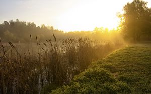 Preview wallpaper canes, lake, morning, dawn, fog, tree