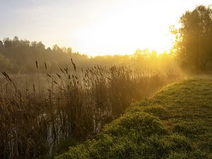 Preview wallpaper canes, lake, morning, dawn, fog, tree