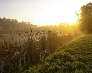 Preview wallpaper canes, lake, morning, dawn, fog, tree