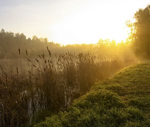 Preview wallpaper canes, lake, morning, dawn, fog, tree