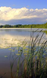 Preview wallpaper canes, lake, wood, trees