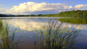 Preview wallpaper canes, lake, wood, trees