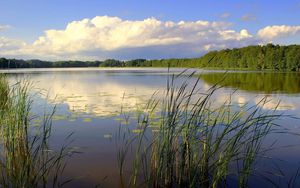 Preview wallpaper canes, lake, wood, trees