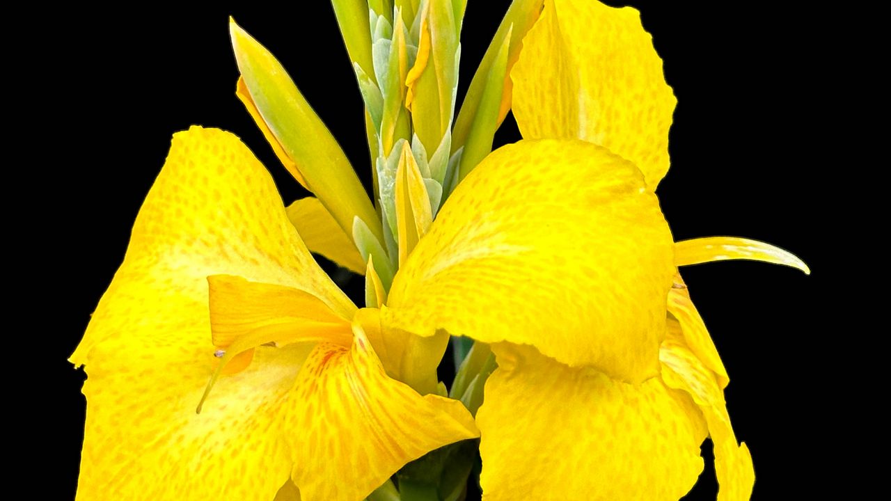 Wallpaper canna, flower, macro, bright, summer