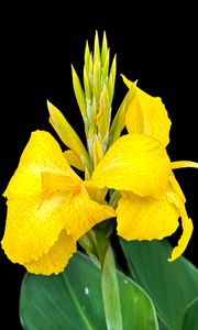 Preview wallpaper canna, flower, macro, bright, summer