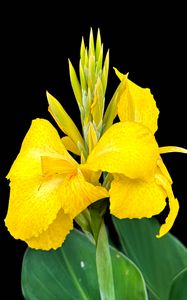 Preview wallpaper canna, flower, macro, bright, summer