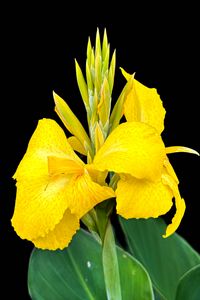 Preview wallpaper canna, flower, macro, bright, summer
