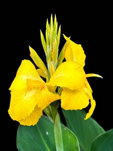 Preview wallpaper canna, flower, macro, bright, summer