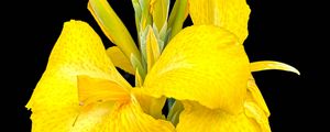 Preview wallpaper canna, flower, macro, bright, summer