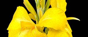 Preview wallpaper canna, flower, macro, bright, summer