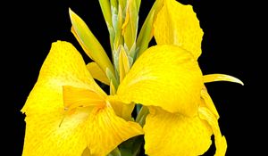 Preview wallpaper canna, flower, macro, bright, summer