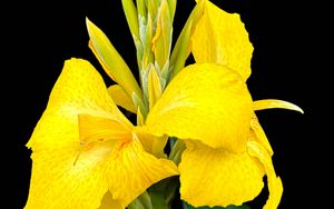 Preview wallpaper canna, flower, macro, bright, summer