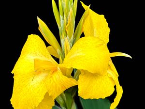 Preview wallpaper canna, flower, macro, bright, summer