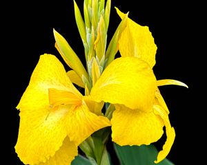 Preview wallpaper canna, flower, macro, bright, summer