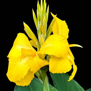 Preview wallpaper canna, flower, macro, bright, summer