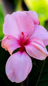 Preview wallpaper canna, flower, petals, pink, macro