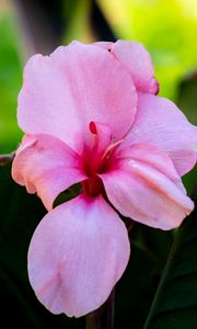 Preview wallpaper canna, flower, petals, pink, macro