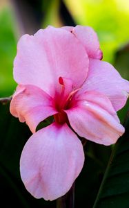 Preview wallpaper canna, flower, petals, pink, macro