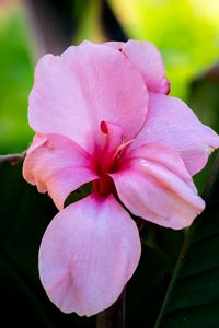 Preview wallpaper canna, flower, petals, pink, macro